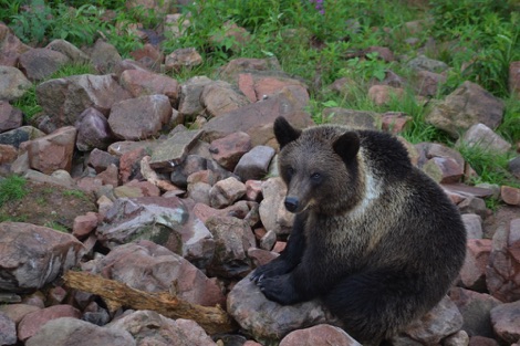 Brown bear sitting on rocks